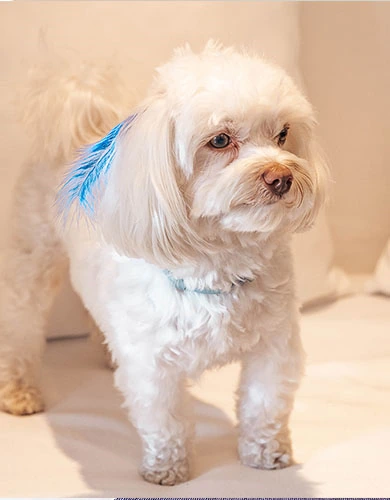 Dog-Friendly Bungalow stay with a dog mobile gallery at D Resort Ayvalik