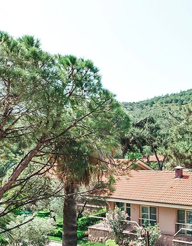 Superior Forest View Room interior mobile gallery at D Resort Ayvalik