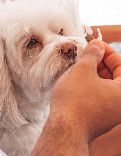D Resort Ayvalık evcil hayvan dostu otelde köpeğe özel menü mobil görsel